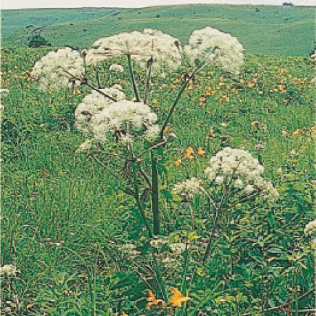 スズラン | 霧ヶ峰高原観光サイト 霧ヶ峰へ行こう | 諏訪観光協会 公式