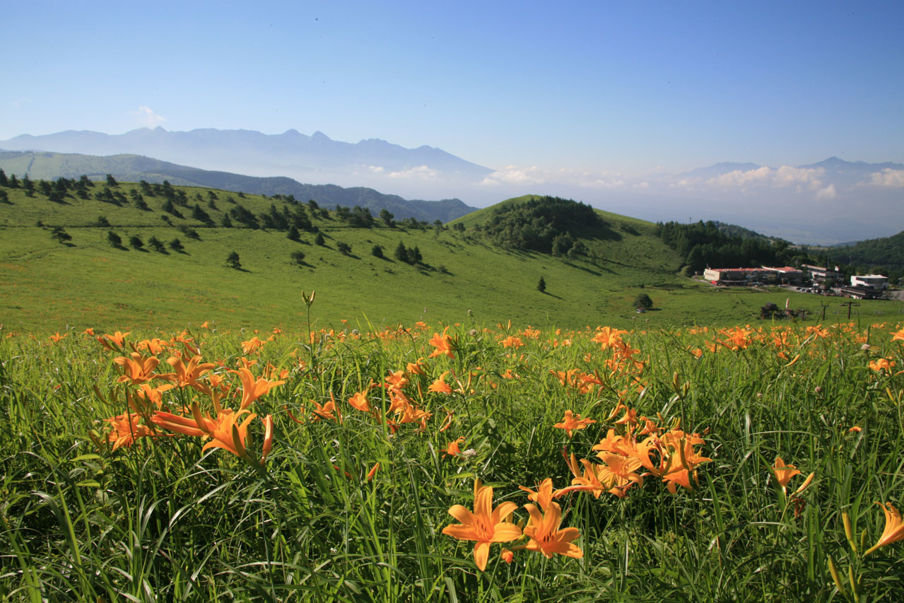 山野草　カリアンテマム　ファレリ 　大株D 山野草 カリアンテマム ファレリ 大株D