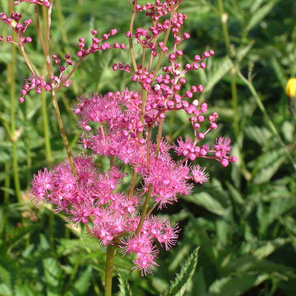 スズラン | 霧ヶ峰高原観光サイト 霧ヶ峰へ行こう | 諏訪観光協会 公式