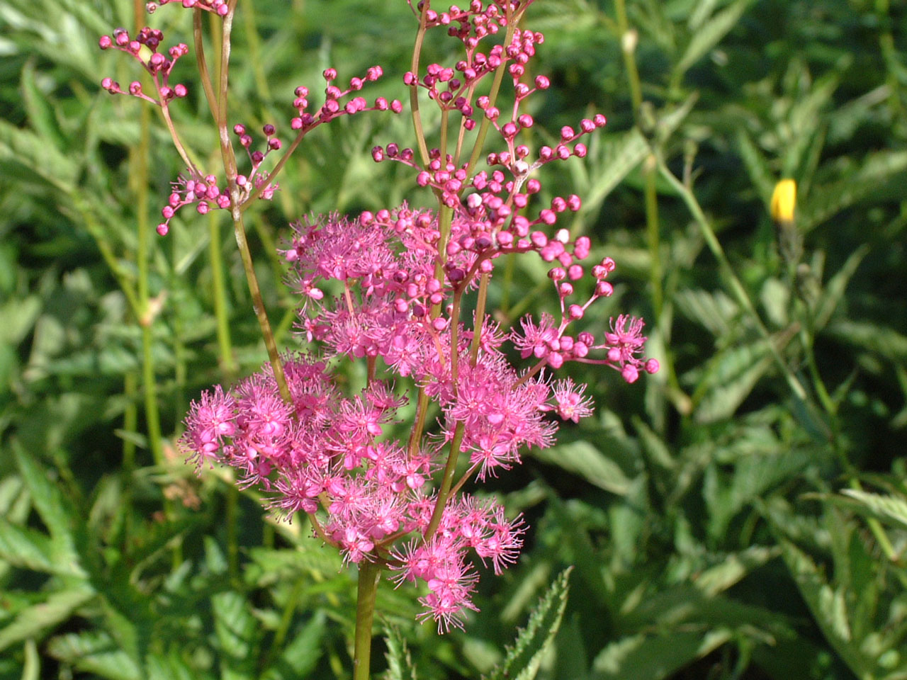 アカバナシモツケソウ 霧ヶ峰高原観光サイト 霧ヶ峰へ行こう 諏訪観光協会 公式