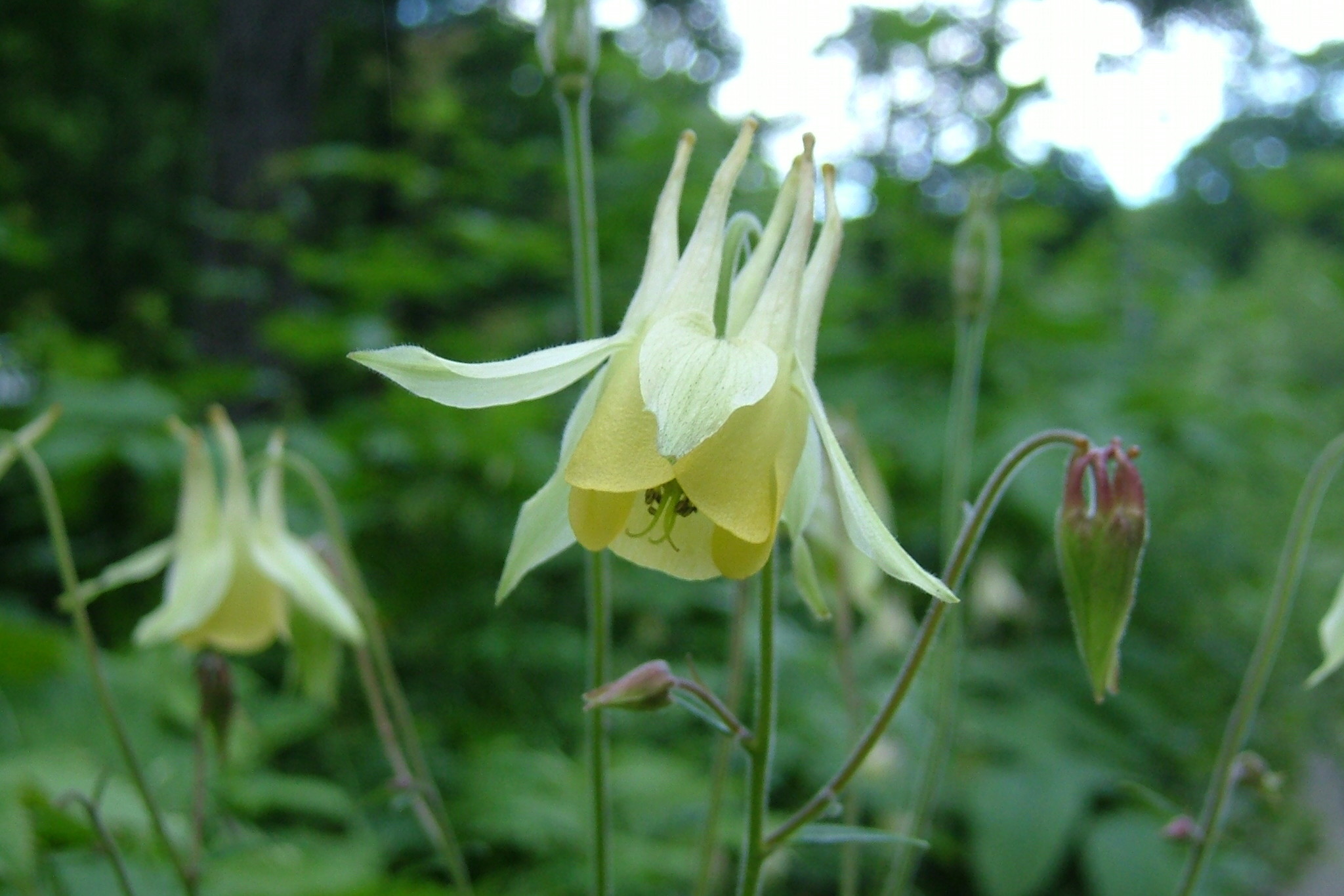 高山植物 霧ヶ峰高原観光サイト 霧ヶ峰へ行こう 諏訪観光協会 公式