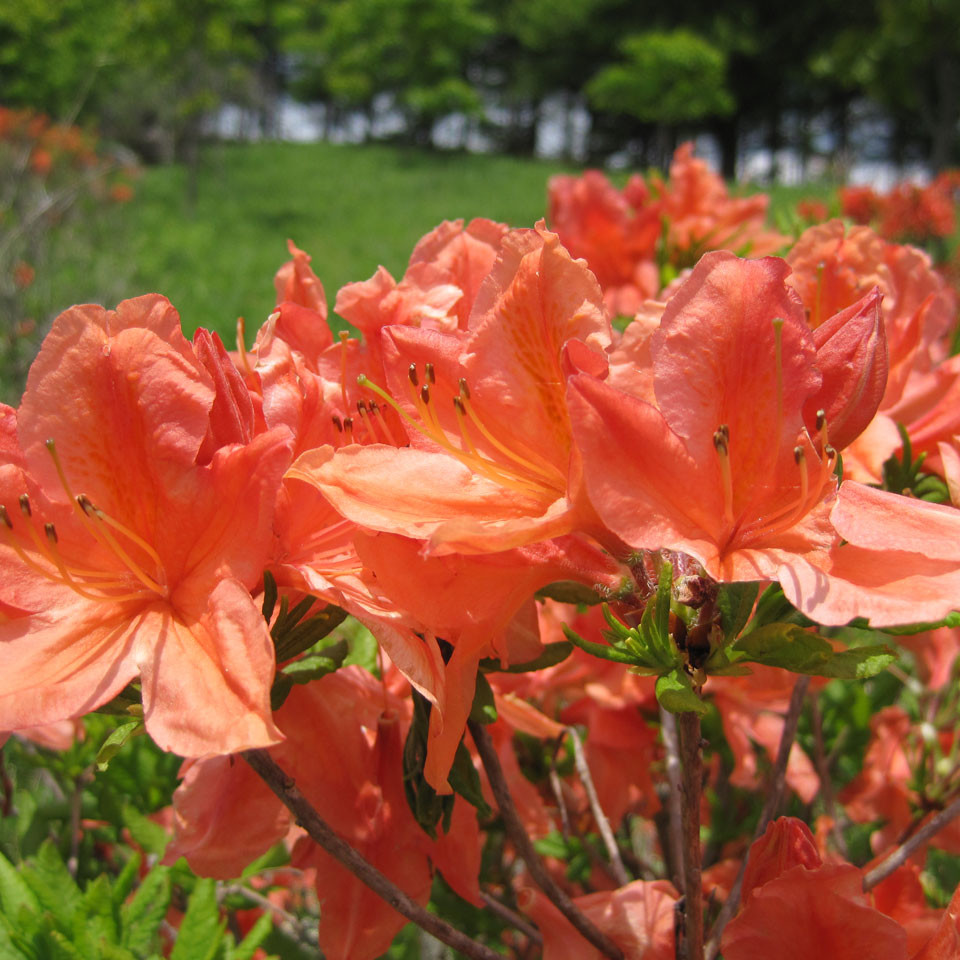 スズラン | 霧ヶ峰高原観光サイト 霧ヶ峰へ行こう | 諏訪観光協会 公式