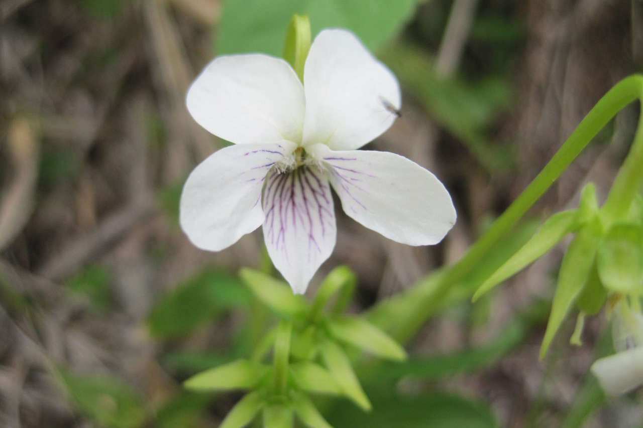 高山植物 | 霧ヶ峰高原観光サイト 霧ヶ峰へ行こう | 諏訪観光協会 公式