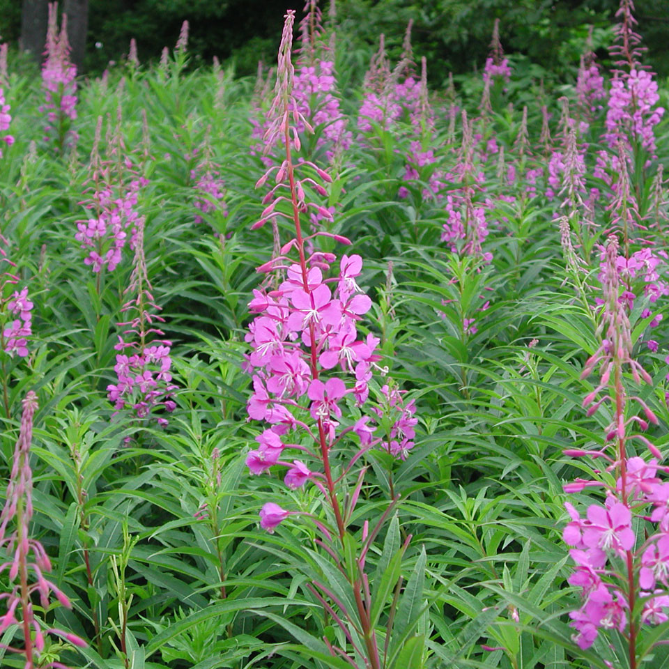 スズラン | 霧ヶ峰高原観光サイト 霧ヶ峰へ行こう | 諏訪観光協会 公式