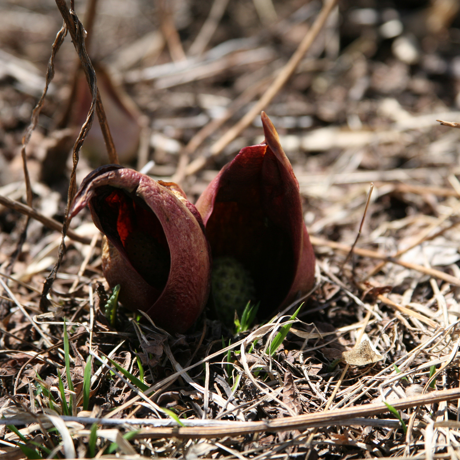 スズラン | 霧ヶ峰高原観光サイト 霧ヶ峰へ行こう | 諏訪観光協会 公式