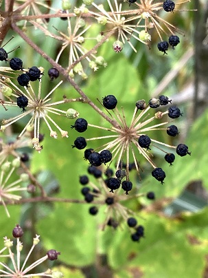 記念メダル0315L80●八島ヶ原湿原 記念メダル0315L80○八島ヶ原湿原 記念メダル0315L80○八島ヶ原湿原